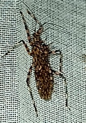 Salyavata macmahanae