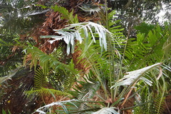 Cycas