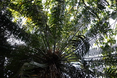 Cycas