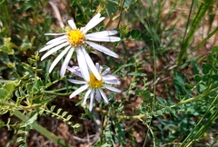 Aster hispidus