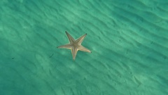 Astropecten jonstoni