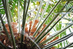 Cycas