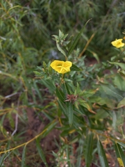 Oenothera
