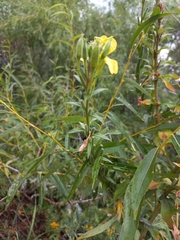 Oenothera