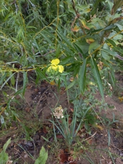Oenothera