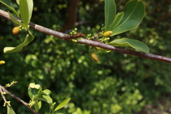 Erythroxylaceae