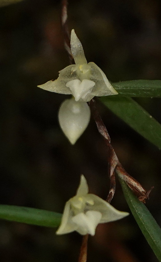 Bulbophyllum lygeron