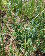 Caragana microphylla