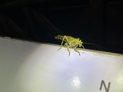 Trachyzulpha formosana