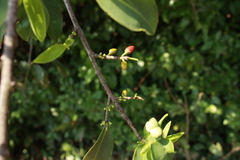 Erythroxylaceae