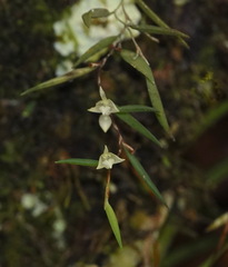 Bulbophyllum lygeron