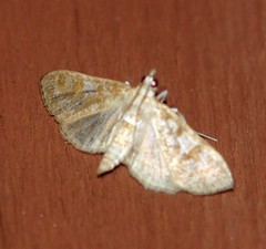 Palpita freemanalis