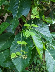 Vincetoxicum brownii