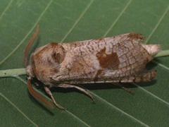 Paracossulus thrips