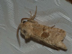 Paracossulus thrips