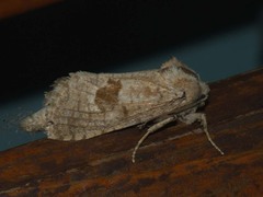 Paracossulus thrips