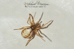 Hypsosinga albovittata