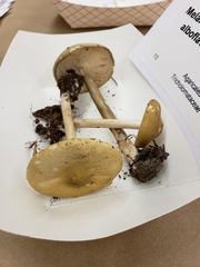 Melanoleuca alboflavida