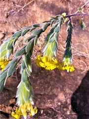 Lasiosiphon burchellii