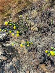 Lasiosiphon burchellii