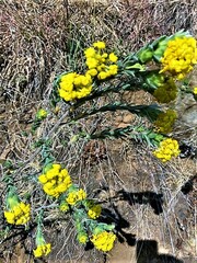 Lasiosiphon burchellii