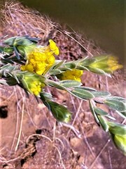 Lasiosiphon burchellii