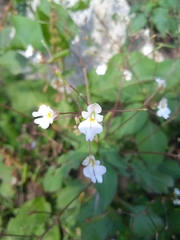 Impatiens brachycentra