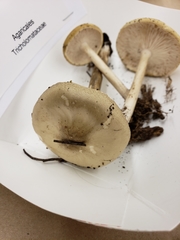 Melanoleuca alboflavida