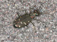 Cicindela depressula