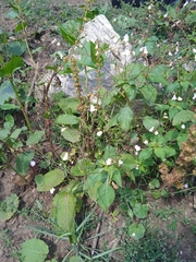 Impatiens brachycentra
