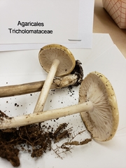 Melanoleuca alboflavida