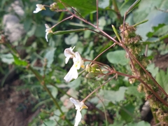 Impatiens brachycentra