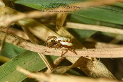 Hypsosinga albovittata