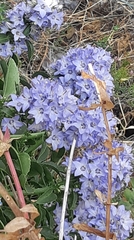 Campanula versicolor tenorei