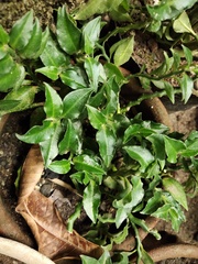 Angiospermae
