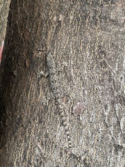 Hemidactylus platyurus