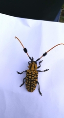 Aristobia approximator