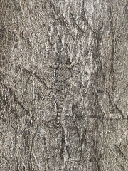 Hemidactylus platyurus