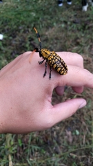 Aristobia approximator