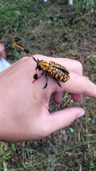 Aristobia approximator