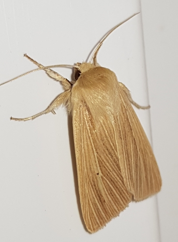 Common Wainscot