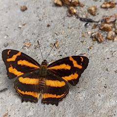 Symbrenthia niphanda