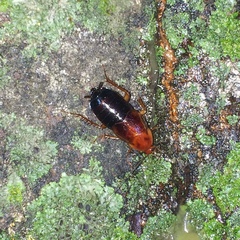 Parcoblatta fulvescens