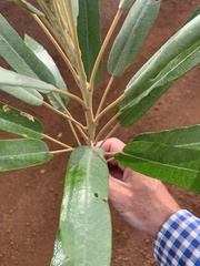 Astrotricha intermedia