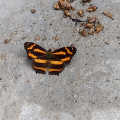 Symbrenthia niphanda