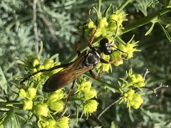 Sphex flavipennis
