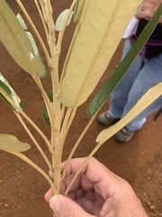 Astrotricha intermedia