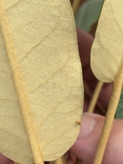 Astrotricha intermedia