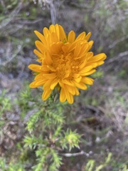 Oedera capensis