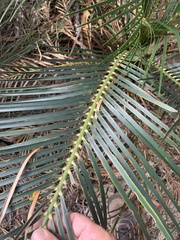 Macrozamia serpentina